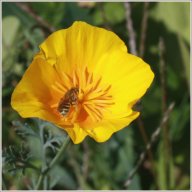 pavot de californie
